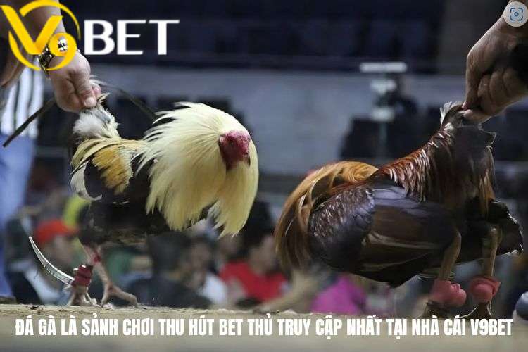 Đá gà là sảnh chơi thu hút bet thủ truy cập nhất tại nhà cái V9bet