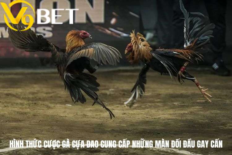 Hình thức cược gà cựa dao cung cấp những màn đối đầu gay cấn