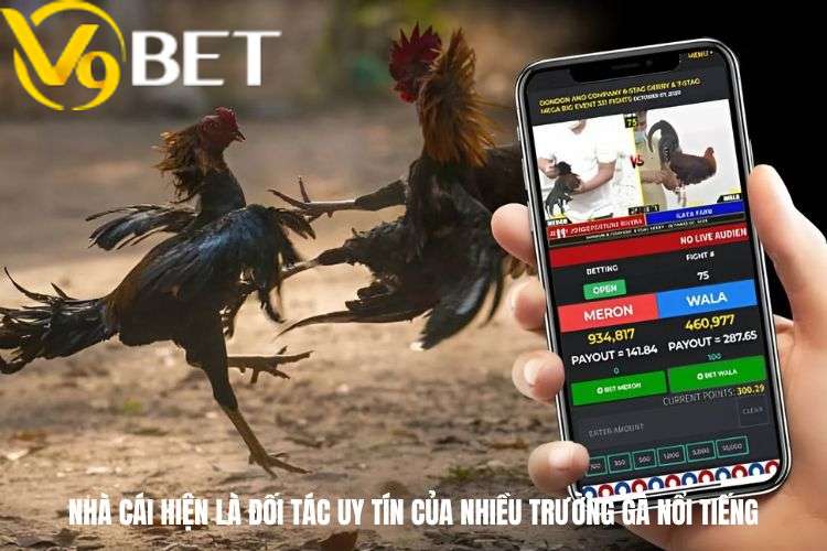 Nhà cái hiện là đối tác uy tín của nhiều trường gà nổi tiếng